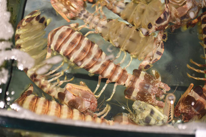 野生西沙群岛红鸡鱼