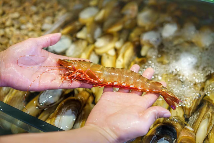 印尼野生斑马富贵虾